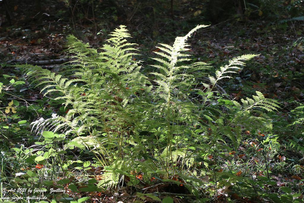 Philosophische Bildwanderung Hackenheim - Rheingrafenstein - Hackenheim - Rheinhessen - Nahe