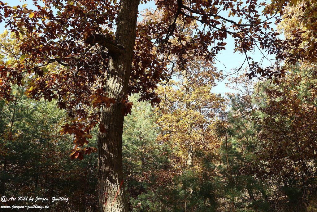 Philosophische Bildwanderung Hackenheim  - Rheingrafenstein - Hackenheim - Rheinhessen - Nahe