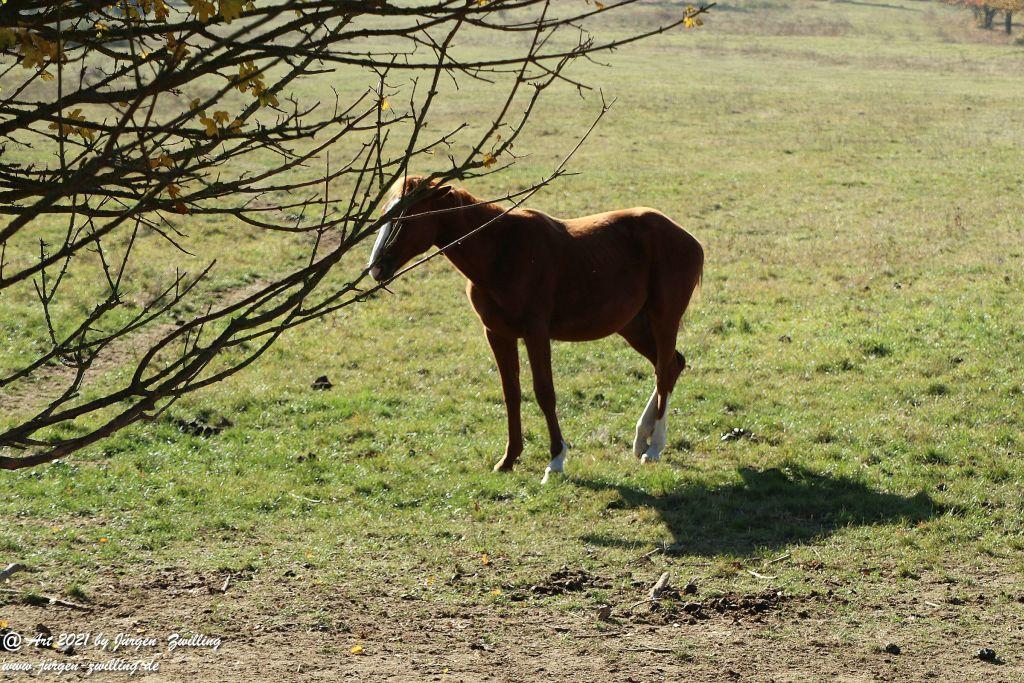 Philosophische Bildwanderung Hackenheim - Rheingrafenstein - Hackenheim - Rheinhessen - Nahe