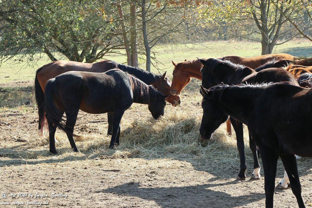 Philosophische Bildwanderung Hackenheim - Rheingrafenstein - Hackenheim - Rheinhessen - Nahe