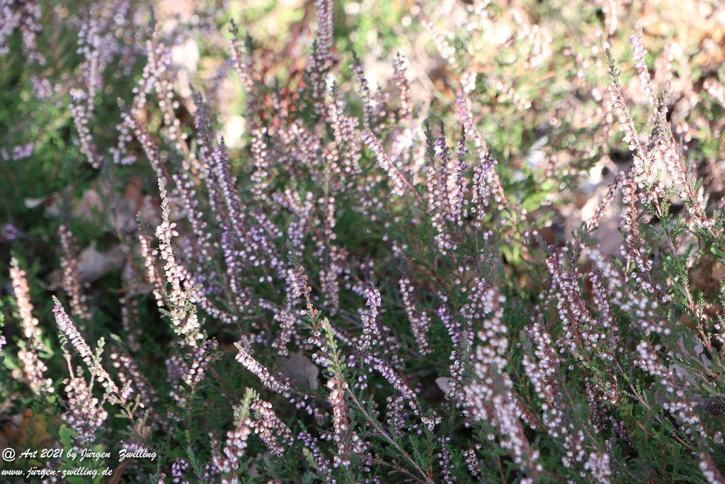 Philosophische Bildwanderung Hackenheim - Rheingrafenstein - Hackenheim - Rheinhessen - Nahe