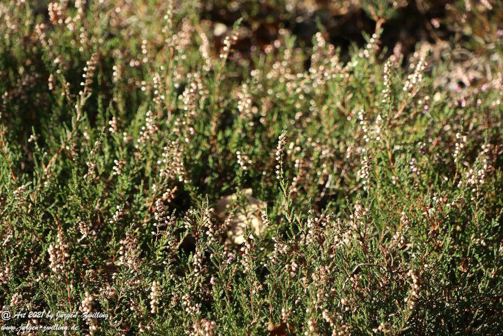 Philosophische Bildwanderung Hackenheim - Rheingrafenstein - Hackenheim - Rheinhessen - Nahe