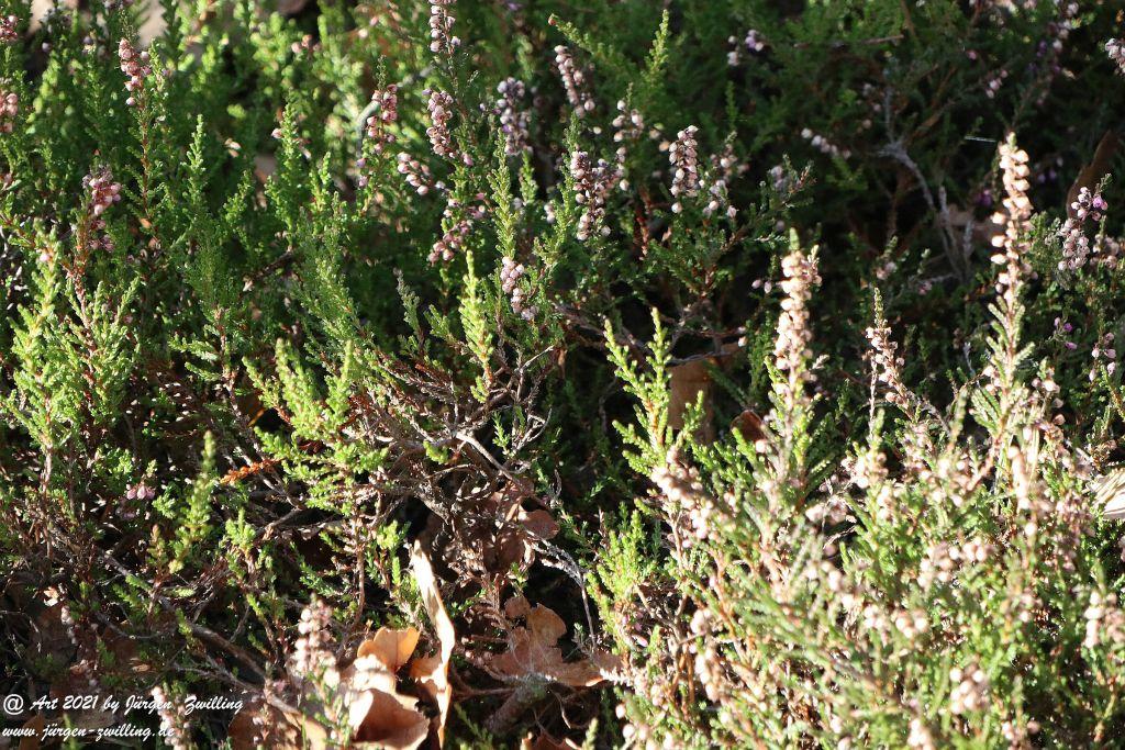 Philosophische Bildwanderung Hackenheim - Rheingrafenstein - Hackenheim - Rheinhessen - Nahe