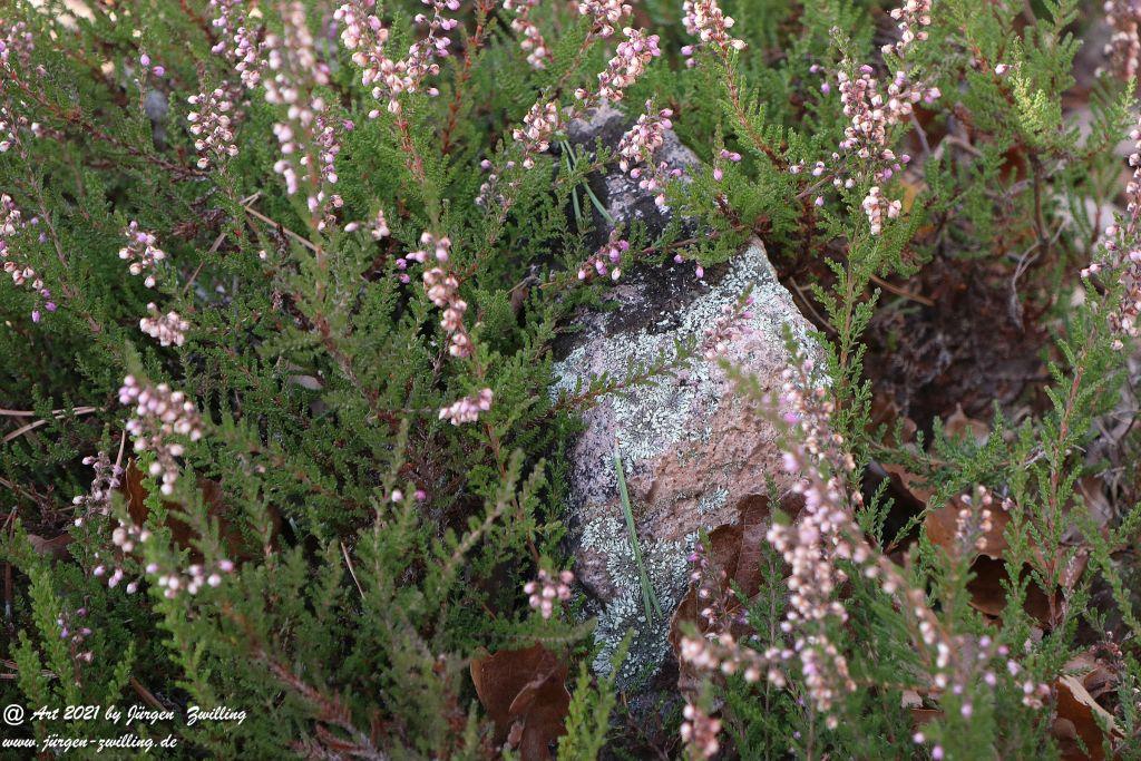 Philosophische Bildwanderung Hackenheim - Rheingrafenstein - Hackenheim - Rheinhessen - Nahe