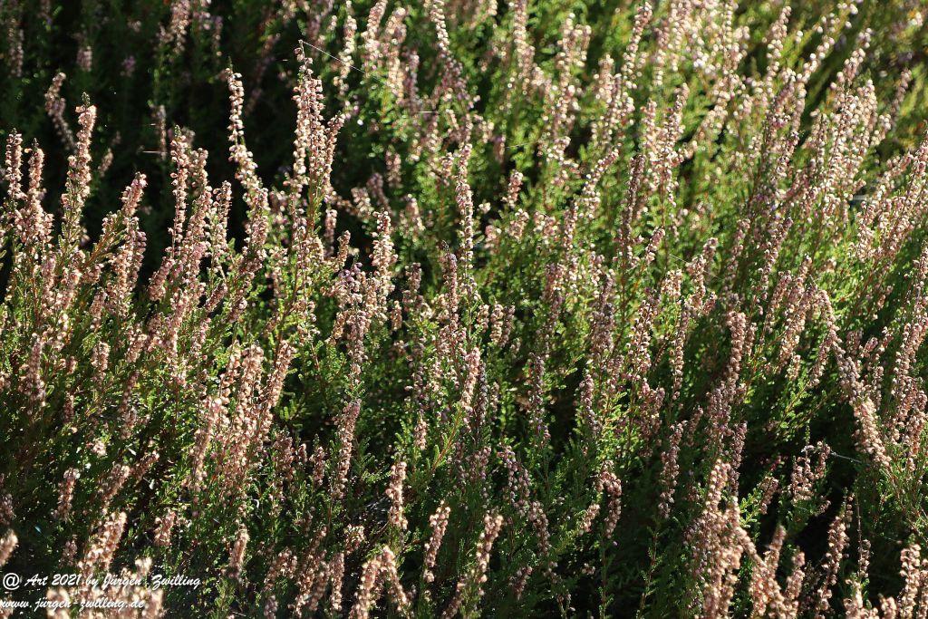 Philosophische Bildwanderung Hackenheim - Rheingrafenstein - Hackenheim - Rheinhessen - Nahe