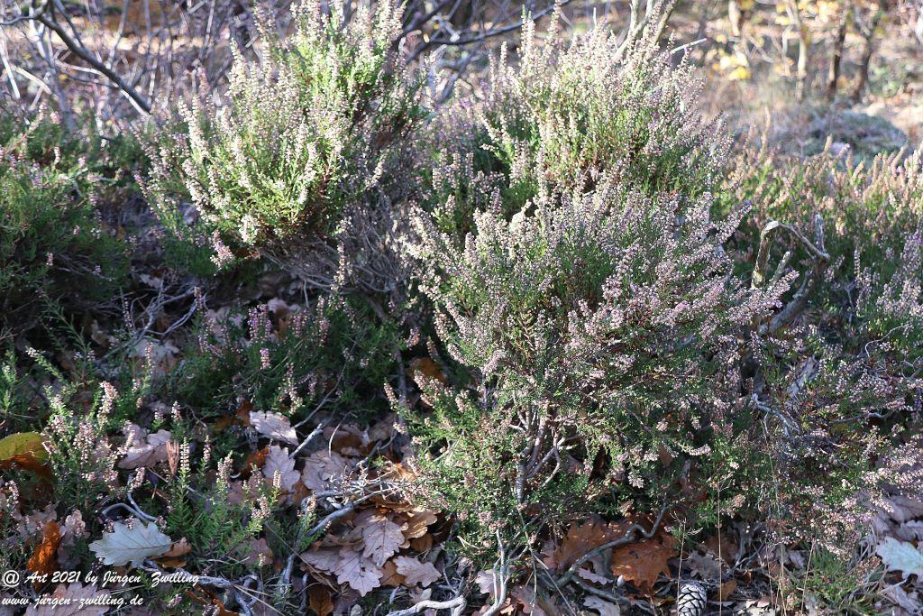 Philosophische Bildwanderung Hackenheim - Rheingrafenstein - Hackenheim - Rheinhessen - Nahe