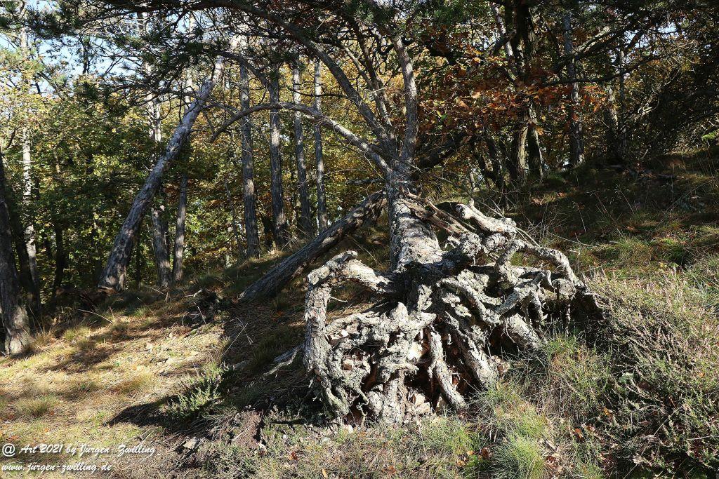 Philosophische Bildwanderung Hackenheim - Rheingrafenstein - Hackenheim - Rheinhessen - Nahe