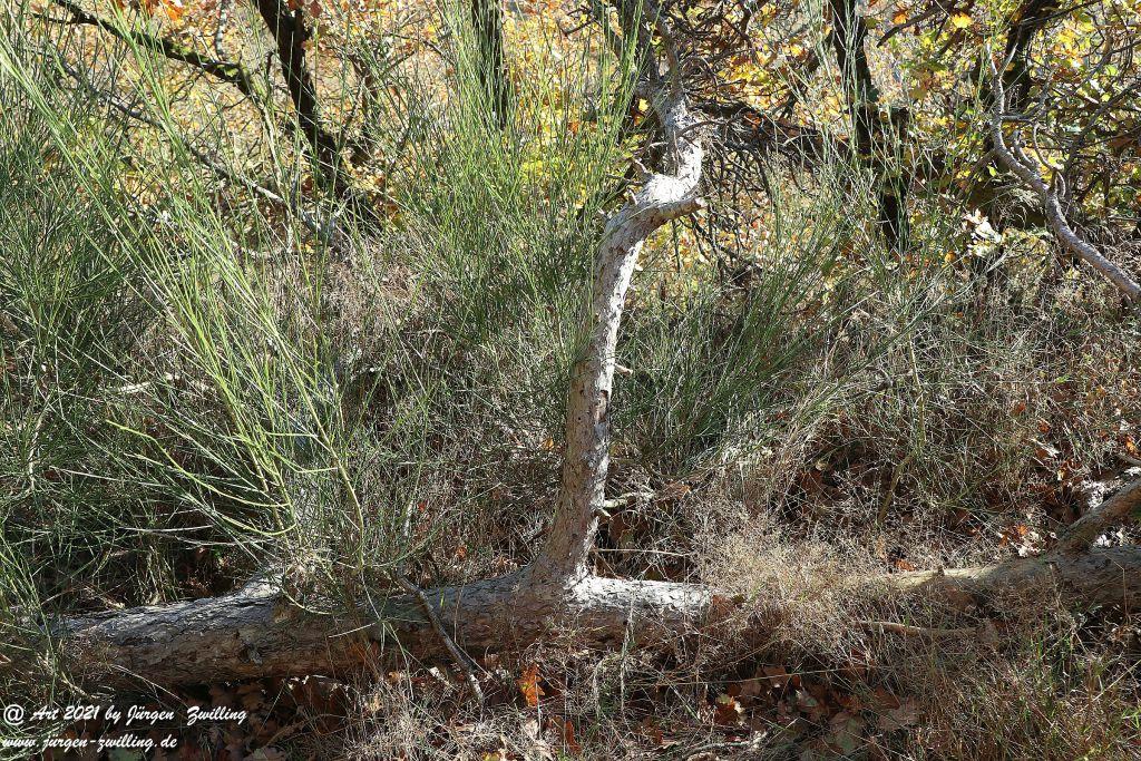 Philosophische Bildwanderung Hackenheim - Rheingrafenstein - Hackenheim - Rheinhessen - Nahe