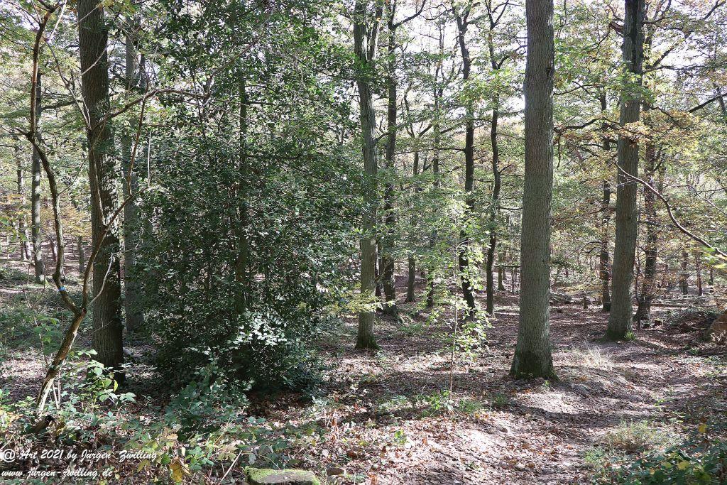 Philosophische Bildwanderung Hackenheim - Rheingrafenstein - Hackenheim - Rheinhessen - Nahe