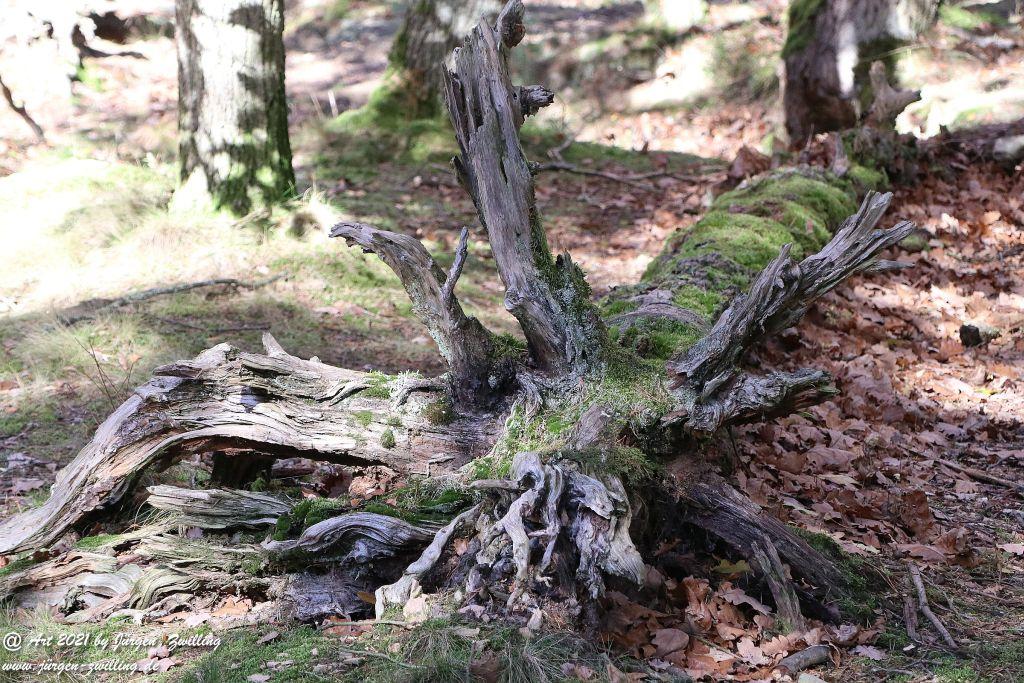 Philosophische Bildwanderung Hackenheim - Rheingrafenstein - Hackenheim - Rheinhessen - Nahe