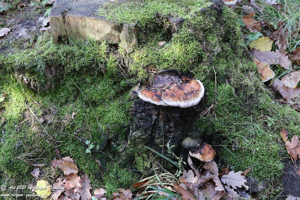 Philosophische Bildwanderung Hackenheim - Rheingrafenstein - Hackenheim - Rheinhessen - Nahe