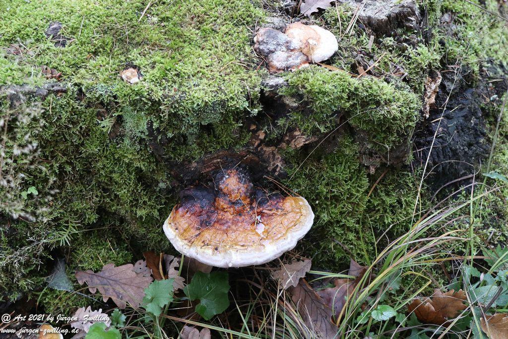 Philosophische Bildwanderung Hackenheim - Rheingrafenstein - Hackenheim - Rheinhessen - Nahe