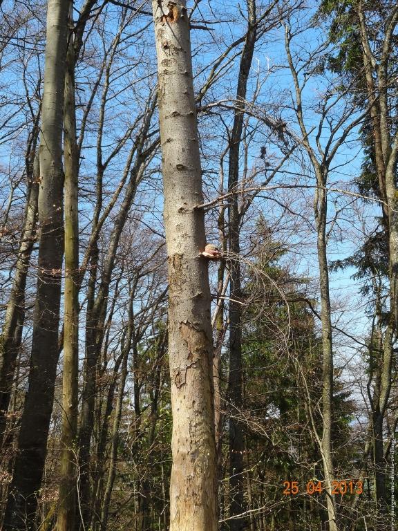 Philosophische Bildwanderung Traufgang-Felsenmeersteig