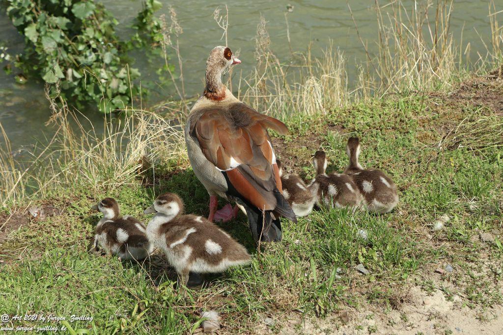 Nilgans - Nachwuchs Sankt Goar - Rhein-Hunsrück-Kreis