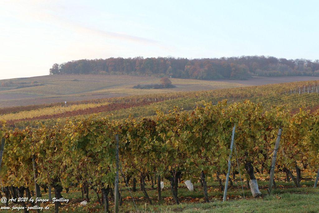November Weinberge - Hackenheim - Rheinhessen