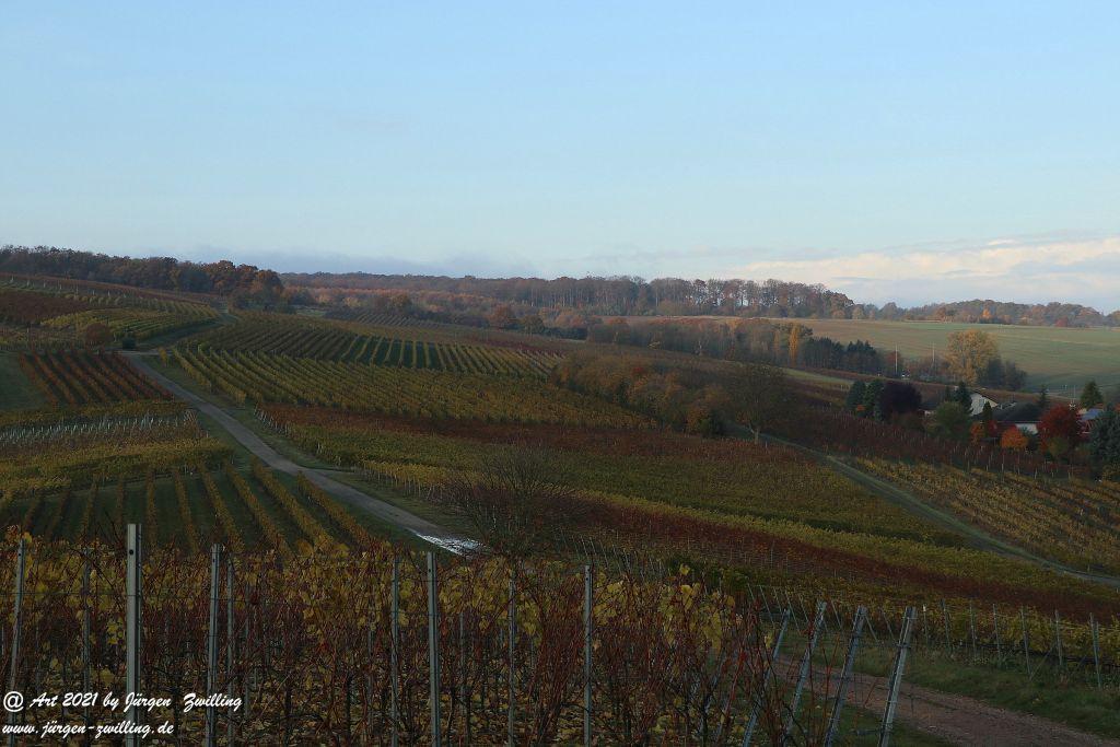 November Weinberge - Hackenheim - Rheinhessen