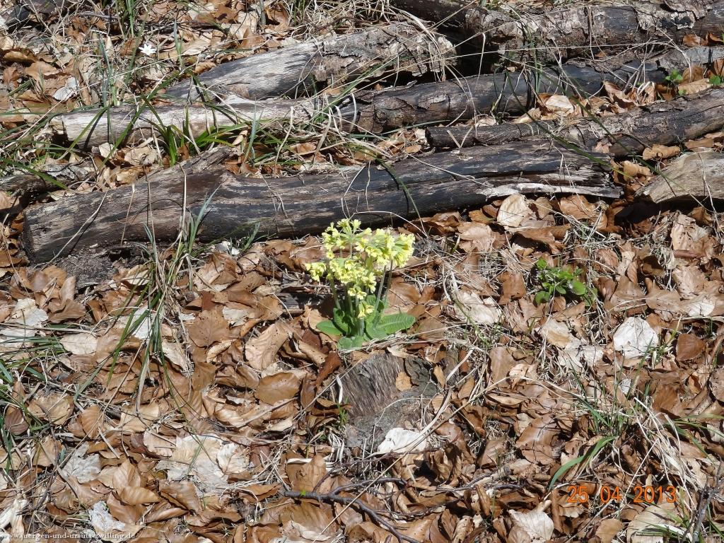 Philosophische Bildwanderung Traufgang-Felsenmeersteig