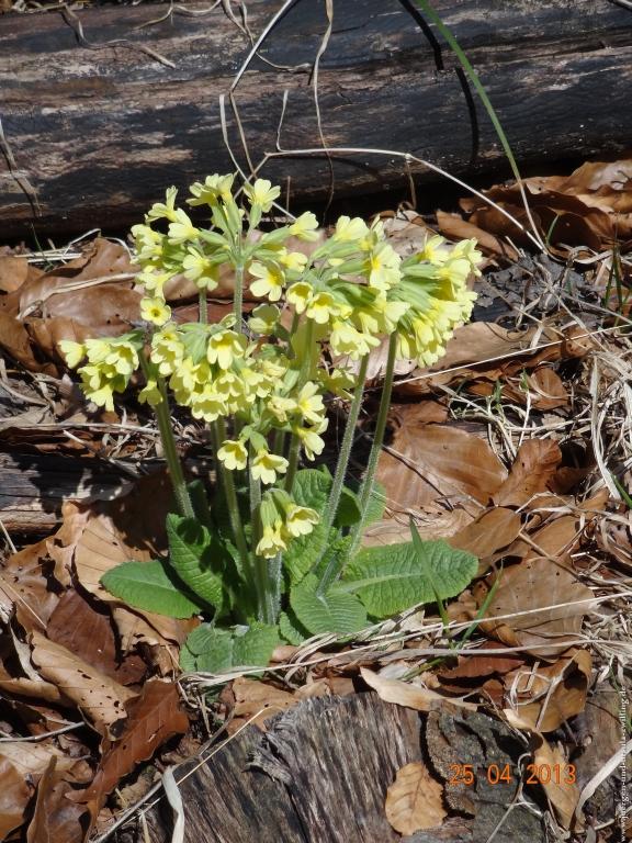 Philosophische Bildwanderung Traufgang-Felsenmeersteig