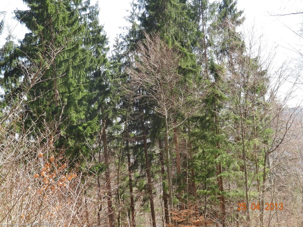 Philosophische Bildwanderung Traufgang-Felsenmeersteig