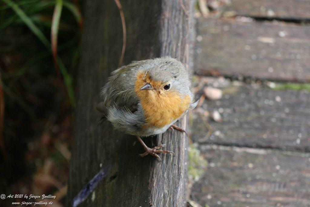 Mummelsee - Schwarzwald