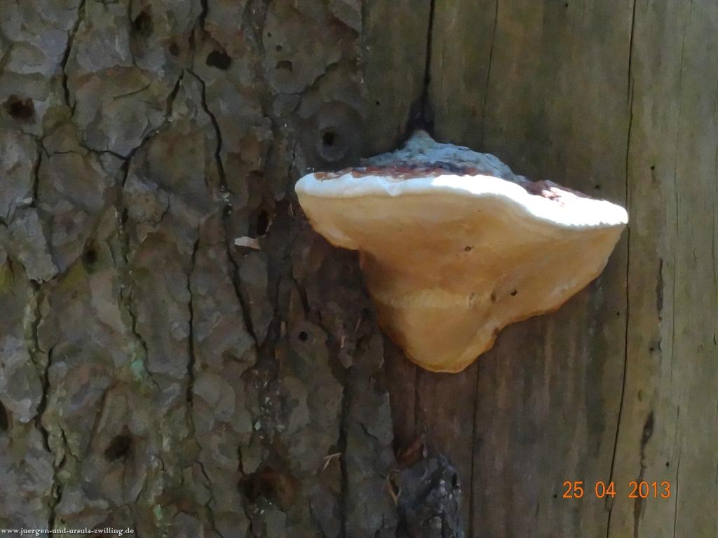 Philosophische Bildwanderung Traufgang-Felsenmeersteig