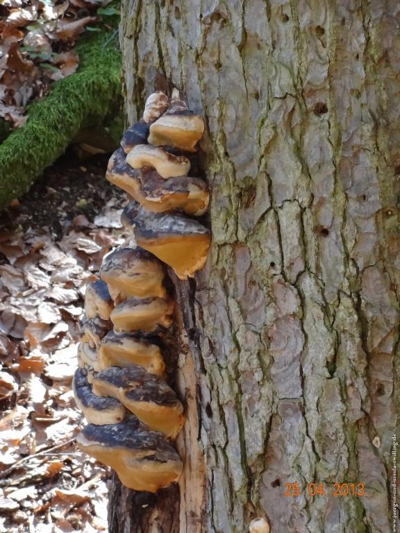 Philosophische Bildwanderung Traufgang-Felsenmeersteig