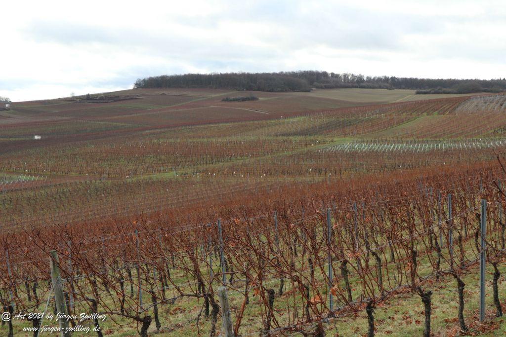 Dezember Weinberge - Hackenheim - Rheinhessen