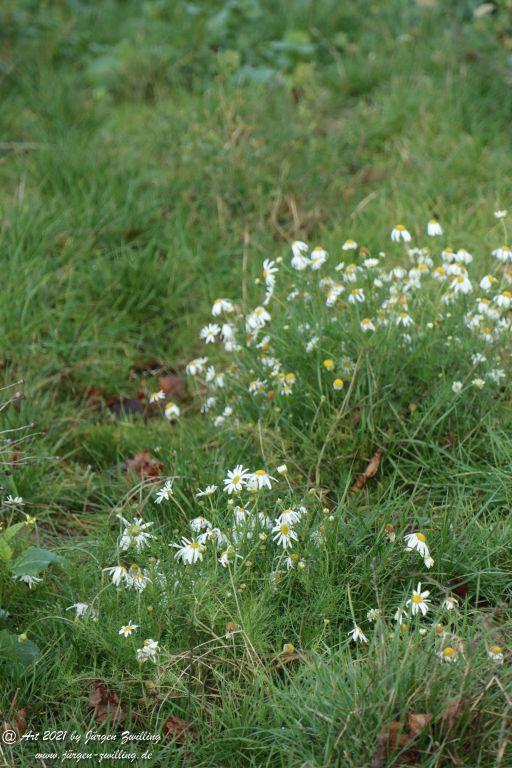 Dezember Weinberge - Hackenheim - Rheinhessen