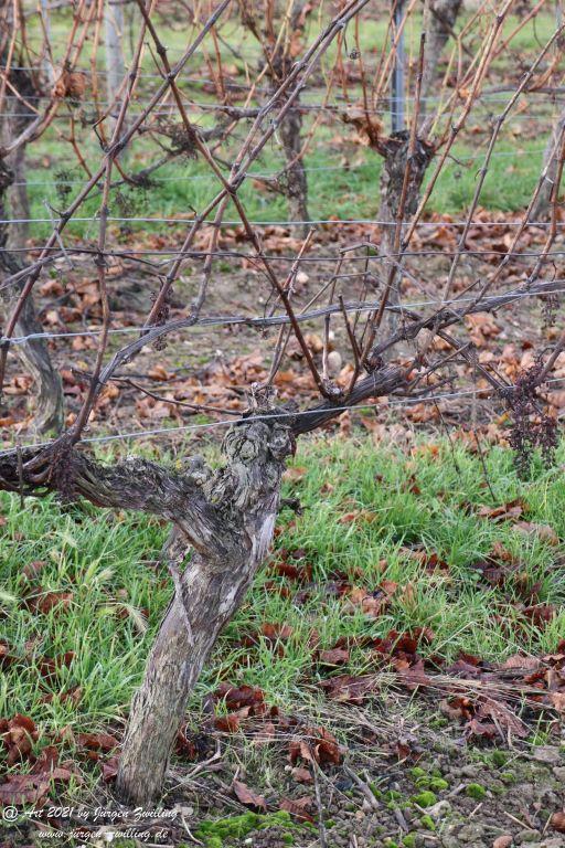 Dezember Weinberge - Hackenheim - Rheinhessen