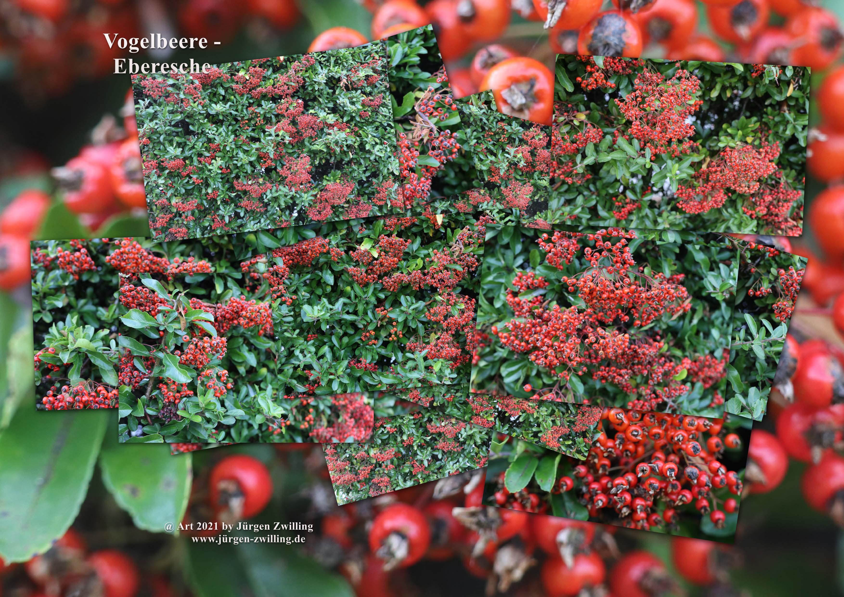 Vogelbeere - Eberesche - Hackenheim - Rheinhessen