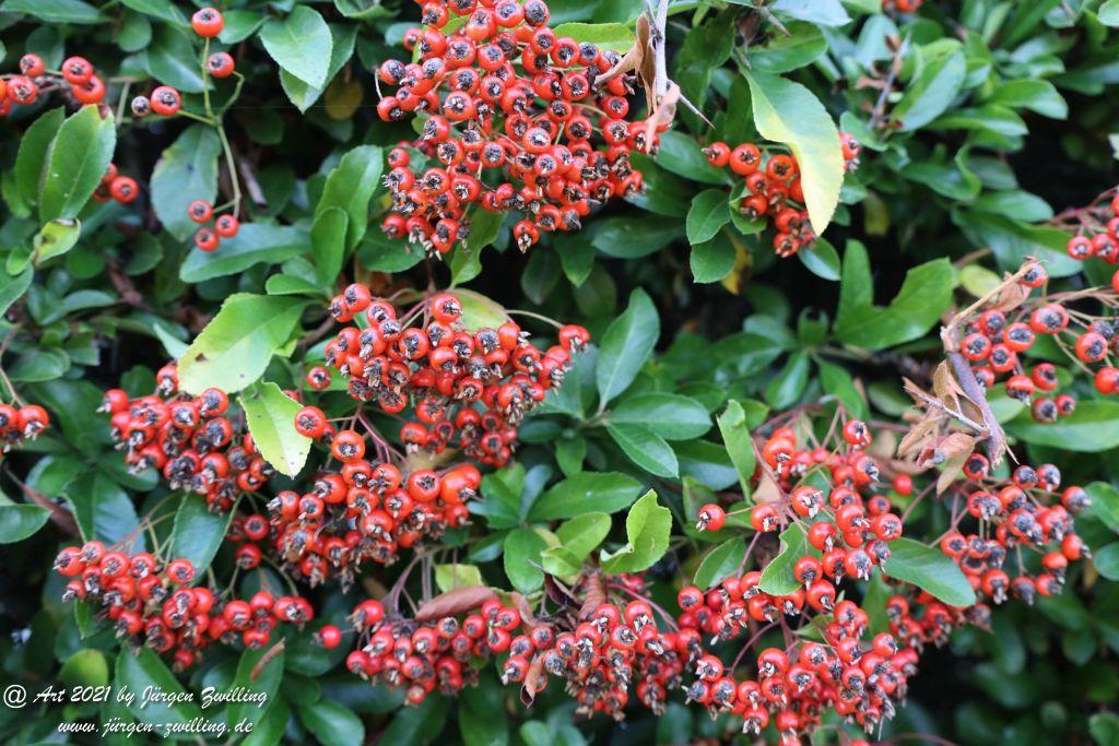 Vogelbeere - Eberesche - Hackenheim - Rheinhessen