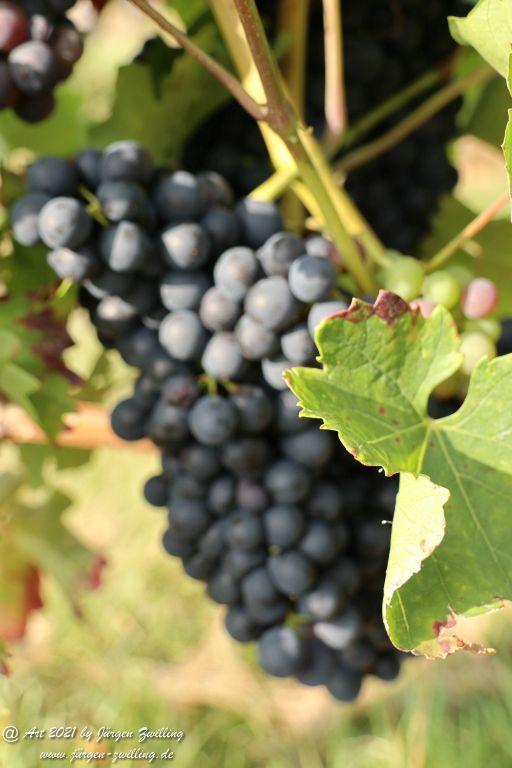 Weintrauben - Hackenheim - Rheinhessen