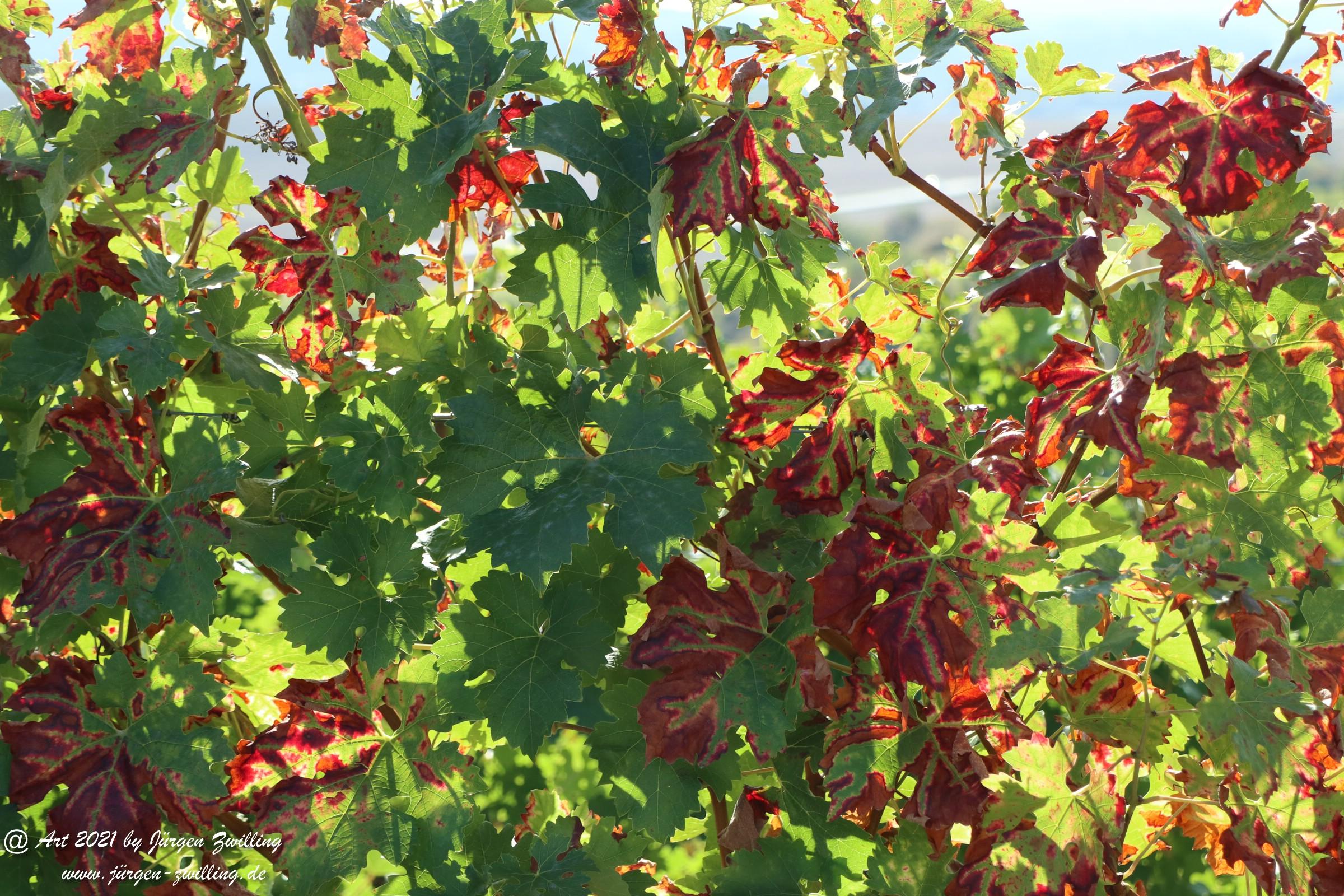 Oktober-Weinblätter 