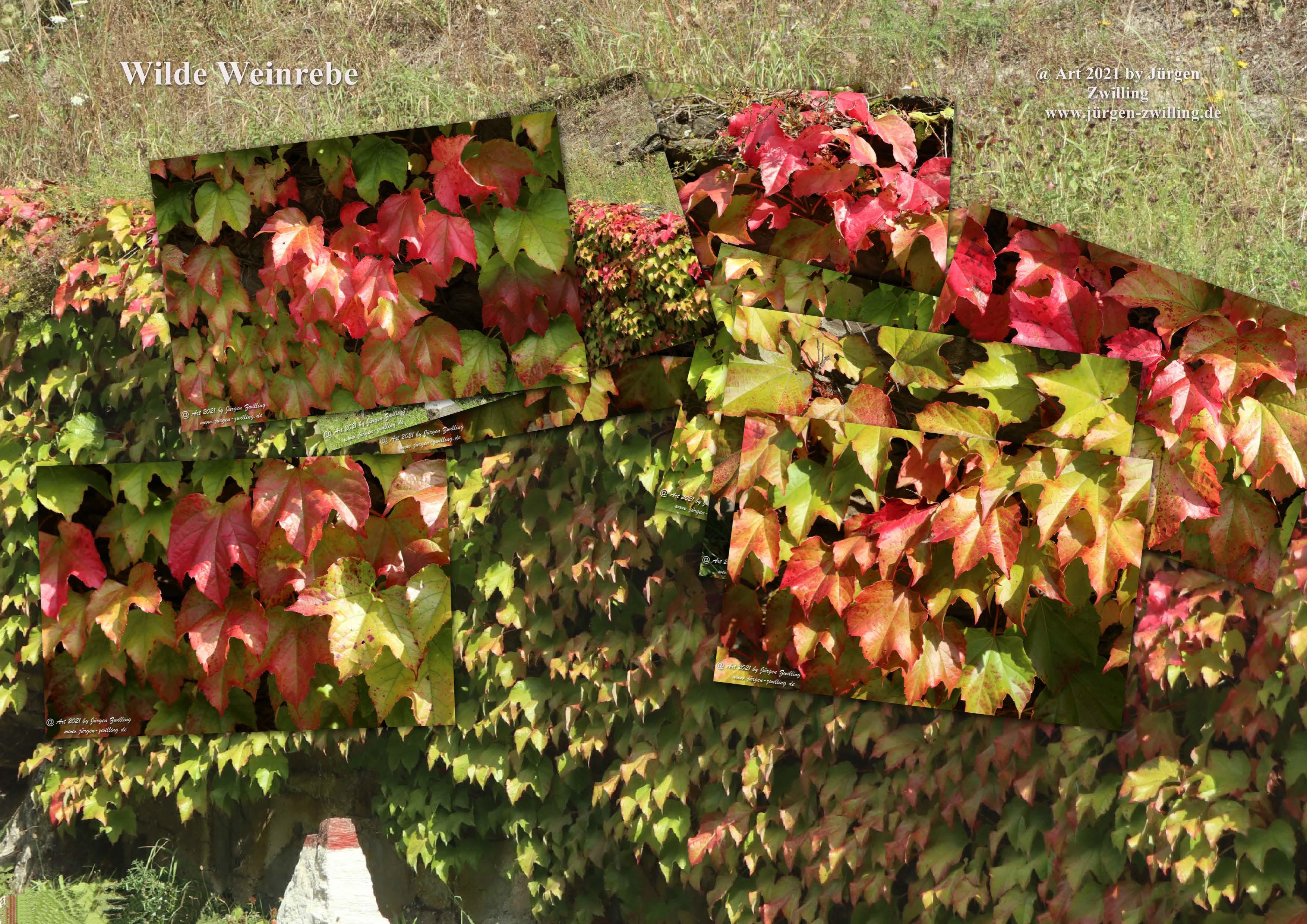 Wilde Weinrebe (Vitis vinifera subsp. sylvestris) - Manubach - Hunsrück