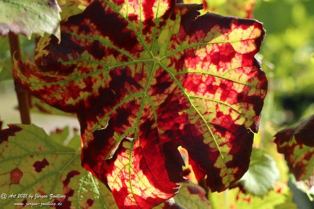 Weinblätter - Hackenheim - Rheinhessen