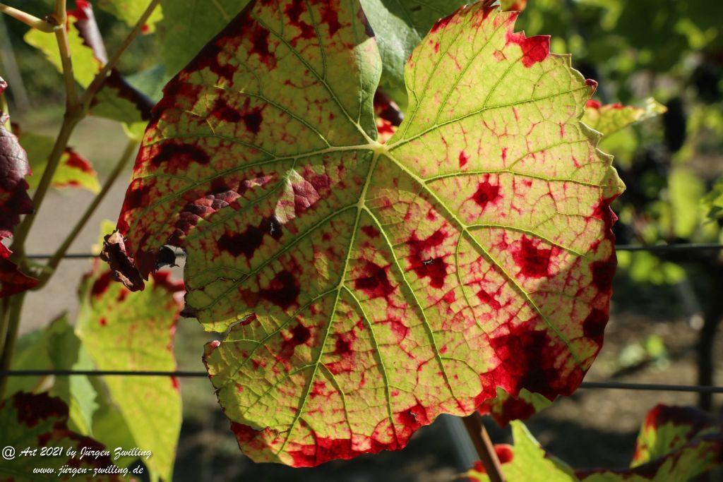 Weinblätter - Hackenheim - Rheinhessen