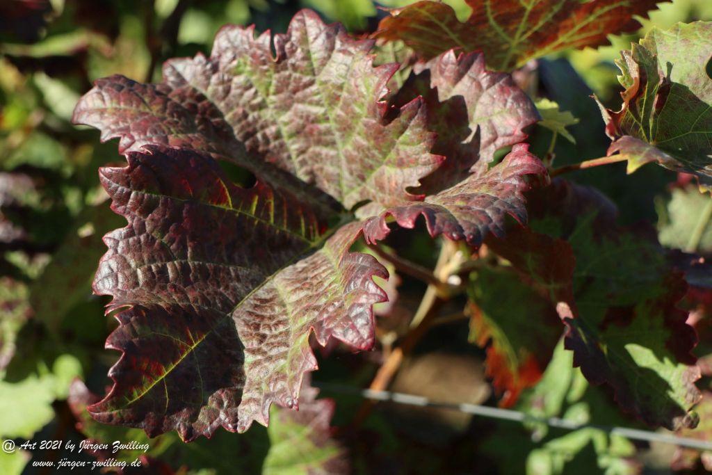 Weinblätter - Hackenheim - Rheinhessen