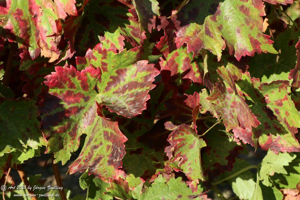 Weinblätter - Hackenheim - Rheinhessen