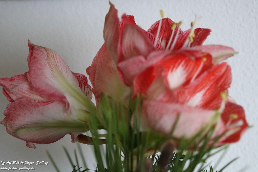 Amaryllis - Hackenheim - Rheinhessen