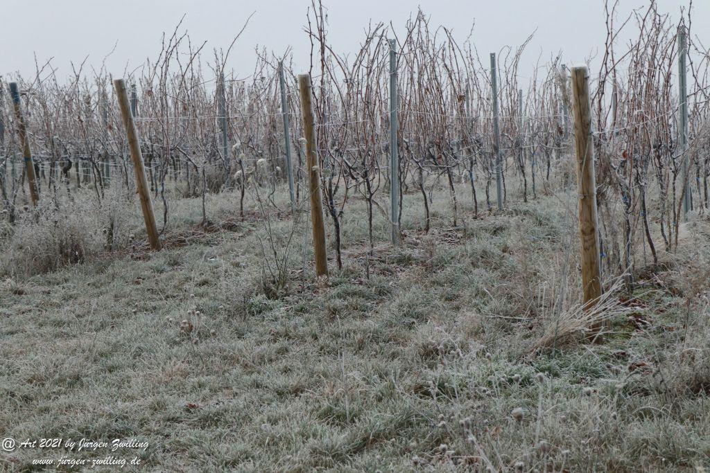 Frost - Weinberge - Hackenheim - Rheinhessen