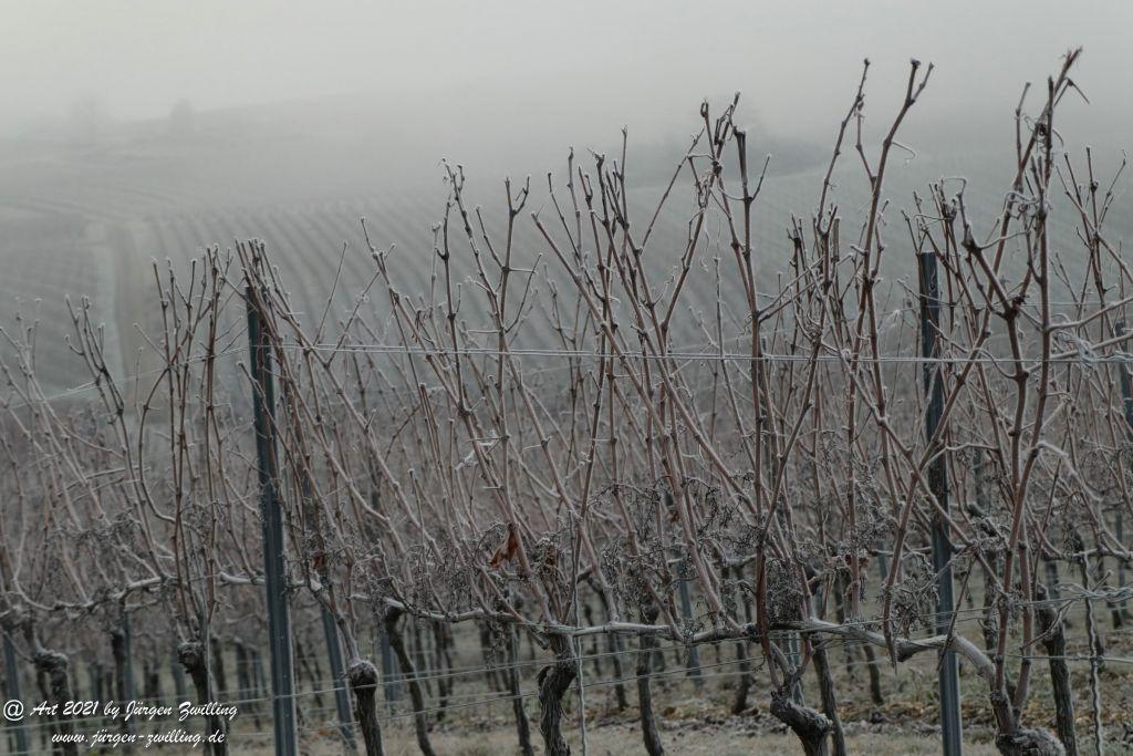 Frost - Weinberge - Hackenheim - Rheinhessen
