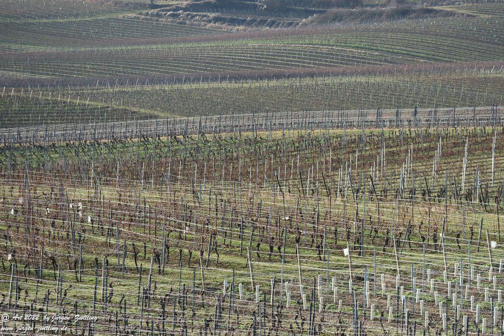 Februar - Weinberge - Hackenheim - Rheinhessen