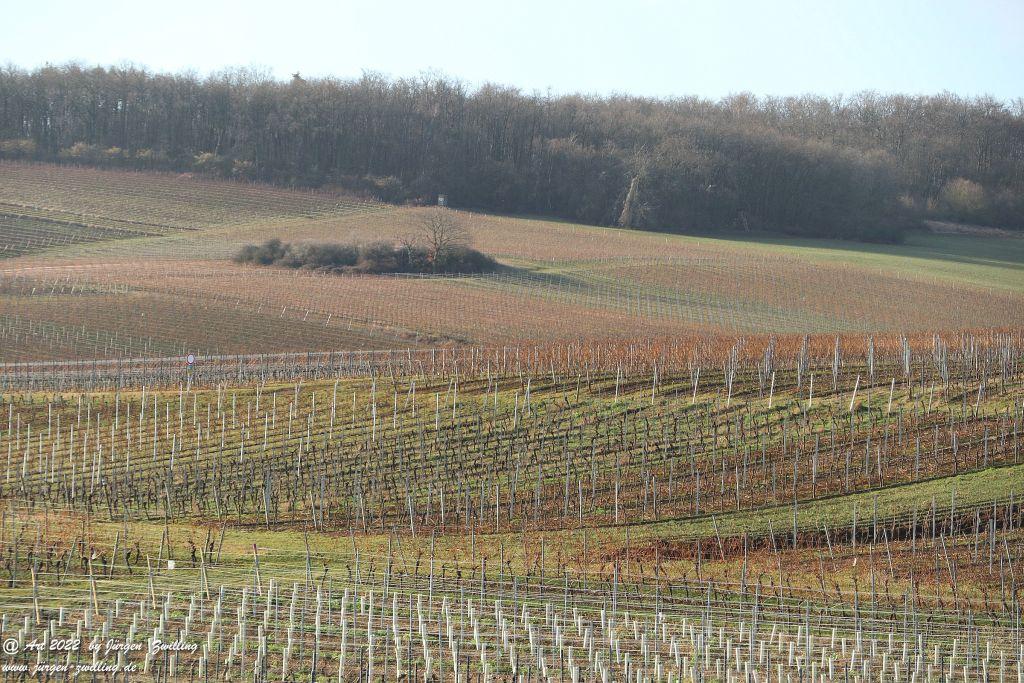Februar - Weinberge - Hackenheim - Rheinhessen