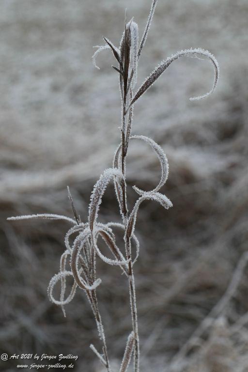 Natur - Frost - Kunst - Hackenheim - Rheinhessen