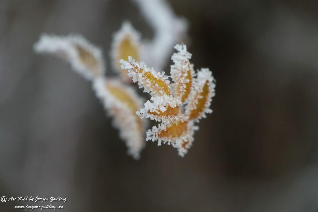 Natur - Frost - Kunst - Hackenheim - Rheinhessen