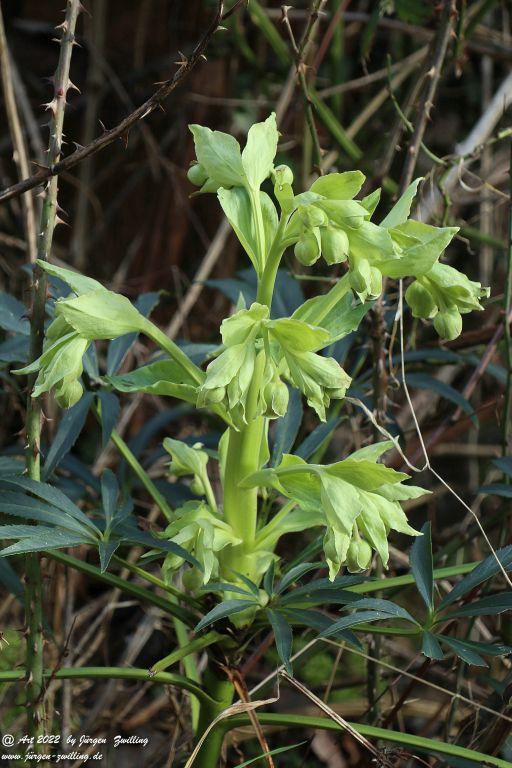 Philosophische Bildwanderung - Rund um die Kauzenburg Bad Kreuznach - Nahe - Rheinhessen