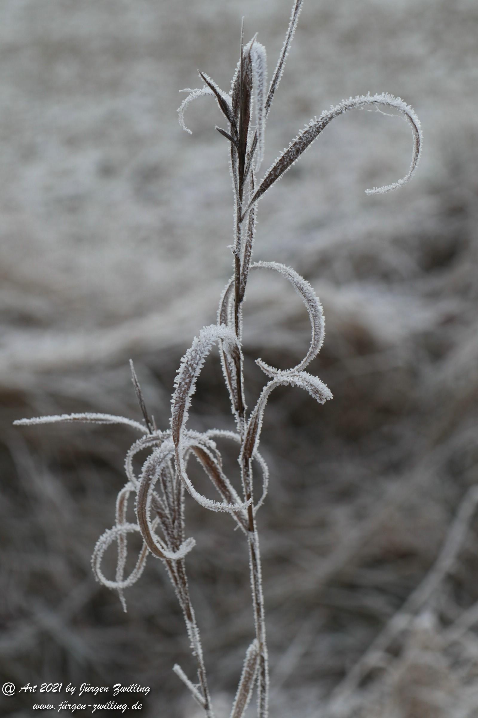 Natur - Frost - Kunst 17
