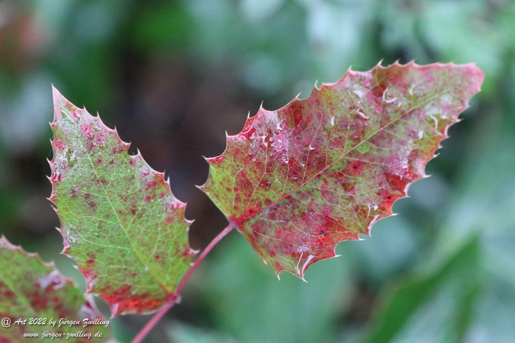 Neujahres - Natur - Farben 2022 - Hackenheim - Rheinhessen