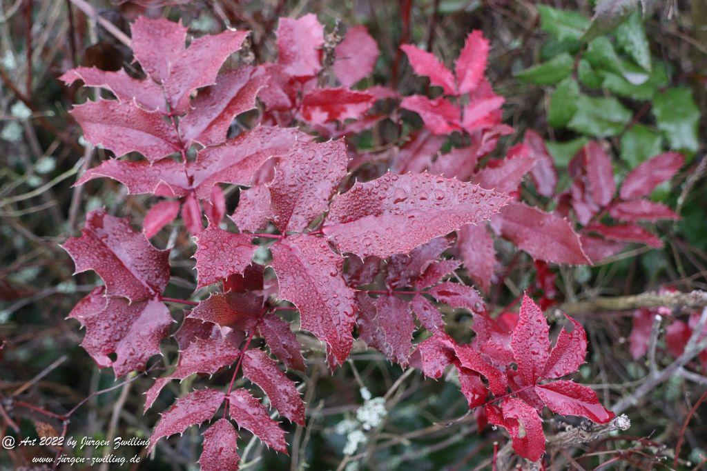 Neujahres - Natur - Farben 2022 - Hackenheim - Rheinhessen