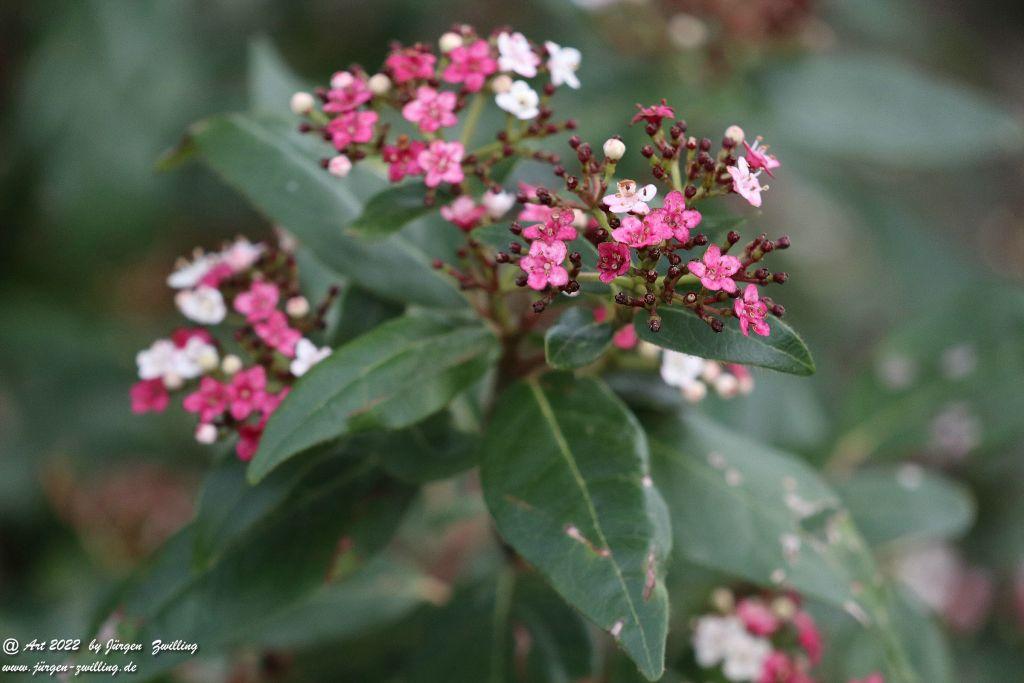 Philosophische Bildwanderung - Panoramaweg St. Goar - Rhein